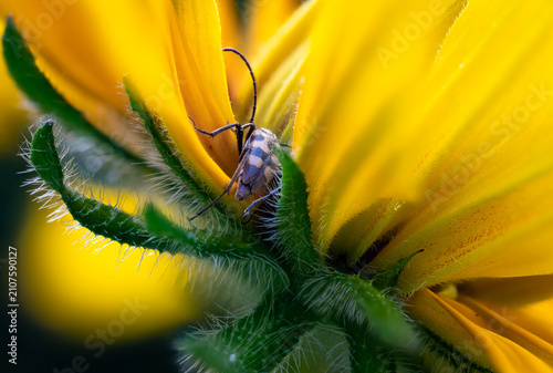 Foto Longhorn beetle hiding in a sunflower petal tip, dynamic macro pose