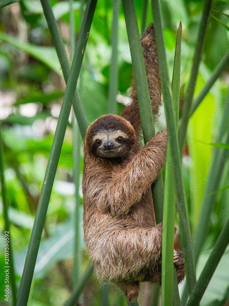 Obraz premium Young three toed sloth climbing green plant stems and looking at camera in Costa Rica