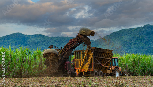Harvesting sugar cane on the island of Mauritius