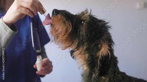 Pet dog taking cbd hemp oil - Canine licking cannabis and vitamins on dropper for anxiety treatment