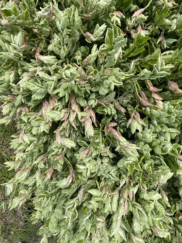 Variegated Shrub Foliage with Pink New Growth Closeup