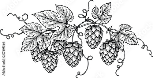 Delicate hops vine with blooming cones in an ENGRAVING VINTAGE style on a white background