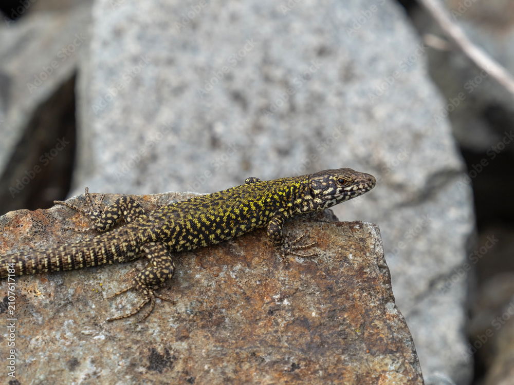 Fototapeta premium P7120751 basking European wall lizard, Podarcis muralis, cECP 2026