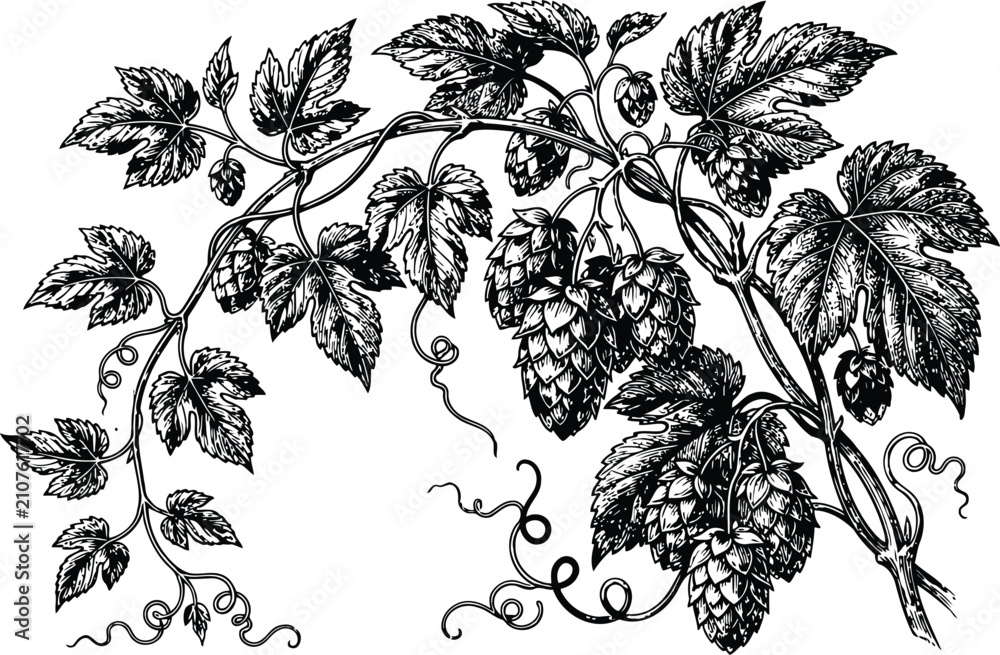 Fototapeta premium Vintage engraving of lush hop vines with detailed leaves and cones during harvest season