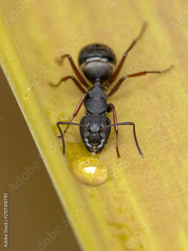 P6071493 Western carpenter ant, Camponotus modoc, drinking nectar, ECP 2026