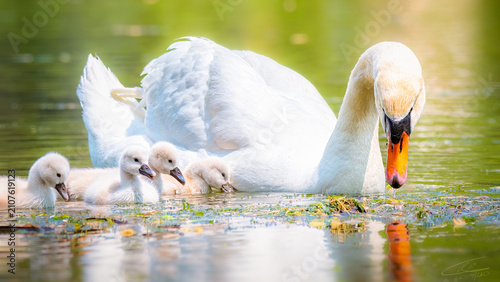 Konstfotografi Mute Swan with cygnets foraging together in shallow water