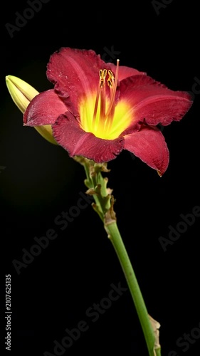 Vibrant Burgundy Daylily Flower on Solid Black Background