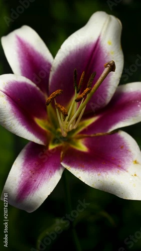 Beautiful pink and white lily flower on green background