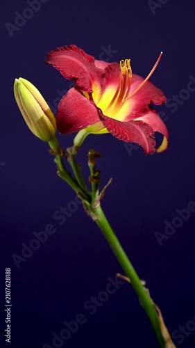 Vibrant Burgundy Daylily Flower on Studio Purple Background