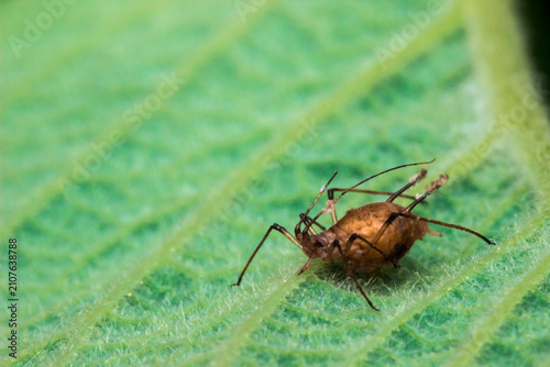 Fotografía Detailed shot of an Aphis fabae perched on a fuzzy leaf surface.
