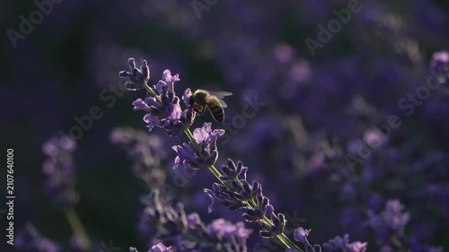 Bee lavender flower gathering nectar on blooming summer field for natural agriculture ecology and peaceful botanical insect life macro footage
