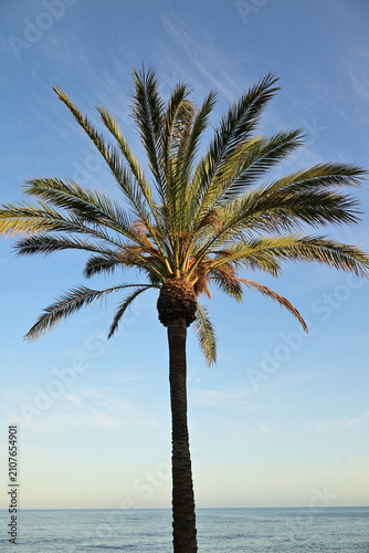 Palmen und Meer in Benalmadena, Spanien