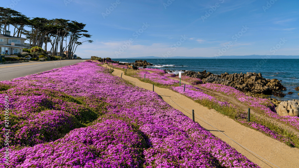 Fototapeta premium Magic Carpet At Pacific Grove - A panoramic view of Magic Purple Carpet of ice plant flowers blooming along the rocky coast of Monterey Bay on a bright sunny Spring day. Pacific Grove, CA, USA.