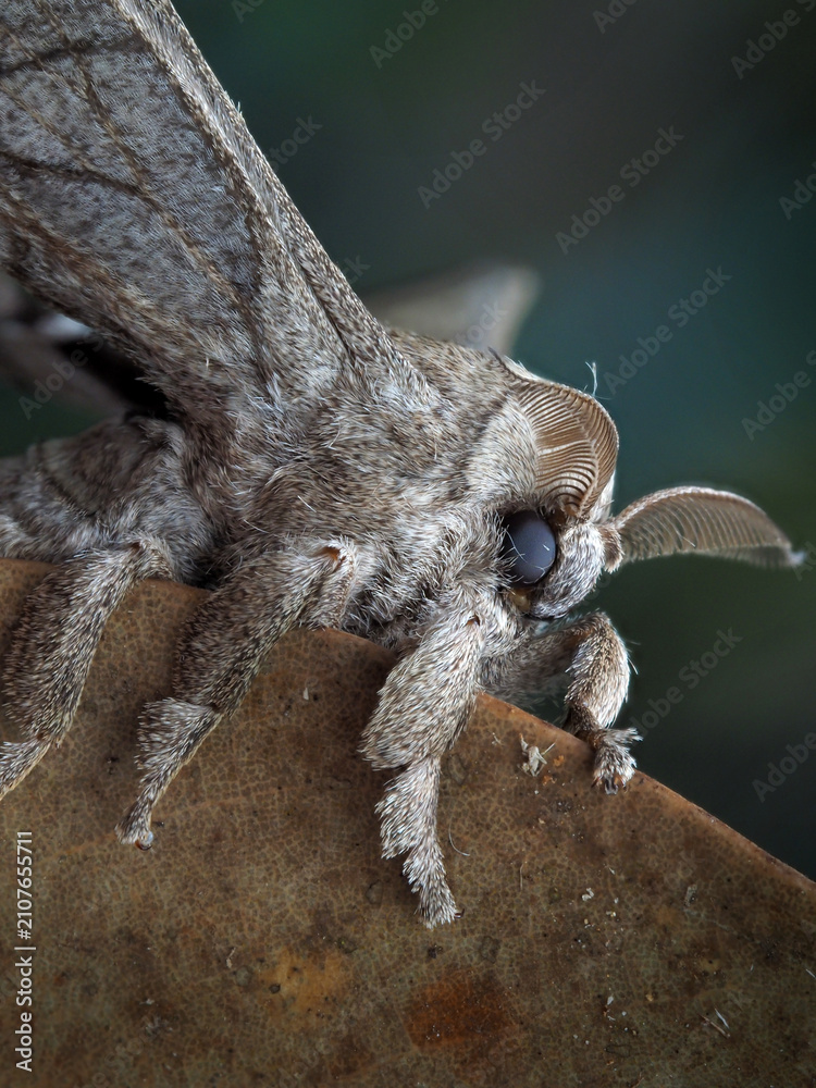 Fototapeta premium Sphinx Moths in Thailand and Southeast-Asia.