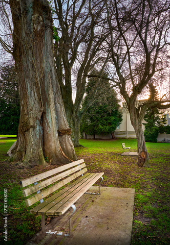 Empty wooden benches in Point Grey Park Site at Trafalgar Street under large old bare trees in the evening sunlight, Kitsilano, Vancouver, British Columbia, Canada.