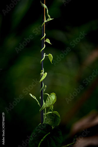 green fern leaf