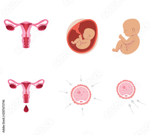 Human Reproductive System, Pregnancy, Fetus Development and Fertilization Medical Vector Illustration Set