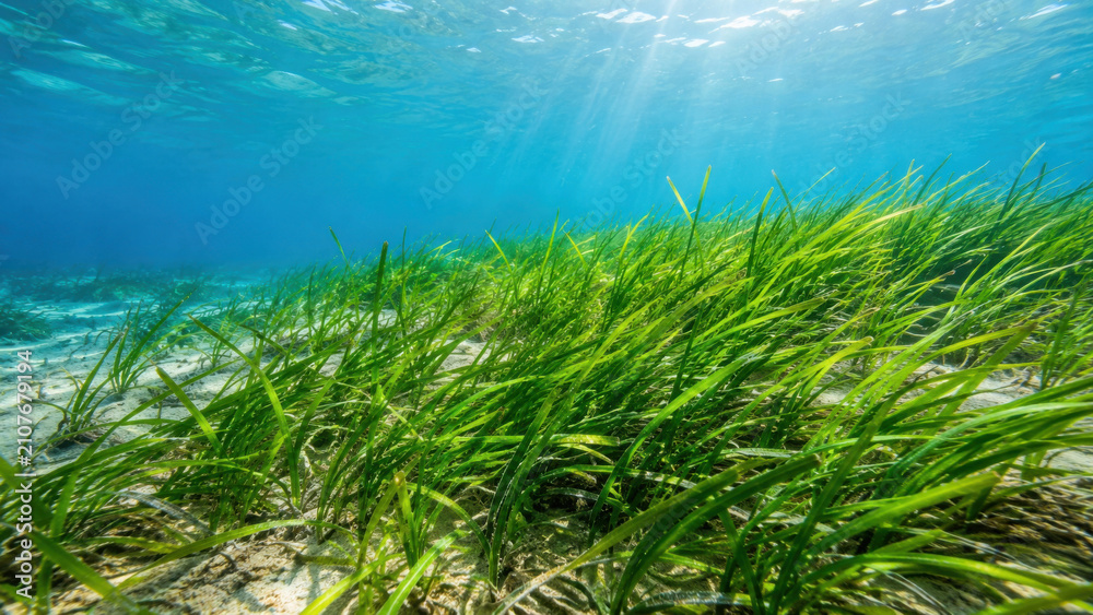 Obraz premium Vibrant green seagrass swaying on sandy seabed with sunlight filtering through turquoise water, creating serene underwater marine ecosystem scene