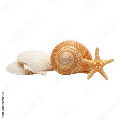 Collection of seashells and starfish isolated on transparent background