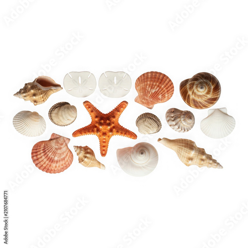Collection of seashells and starfish isolated on transparent background