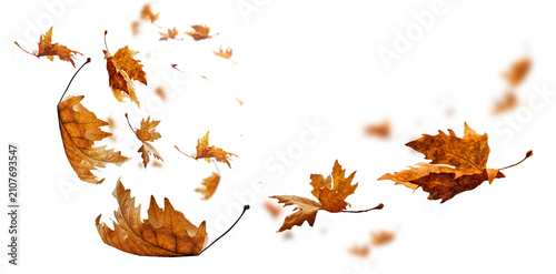 leaf leaves isolated autumn winter season background falling fall platanus tree wid air w