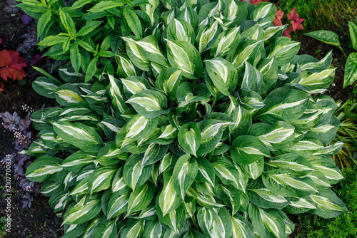 Foto Ornamental Striptease Hosta Plant Foliage Background in Sunny Outdoor Garden