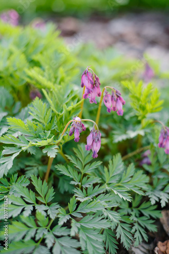 Beautiful Pink Dicentra Eximia Blooming in Springtime