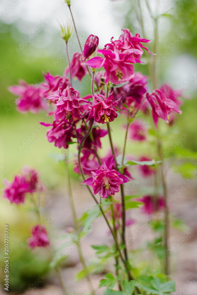 Obraz premium Group of Purple Columbine Blooms with Green Leaves