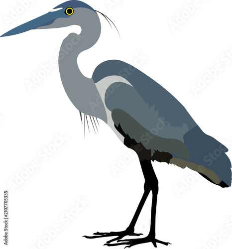 Great Blue Heron Vector Illustration With Gray And Black Plumage