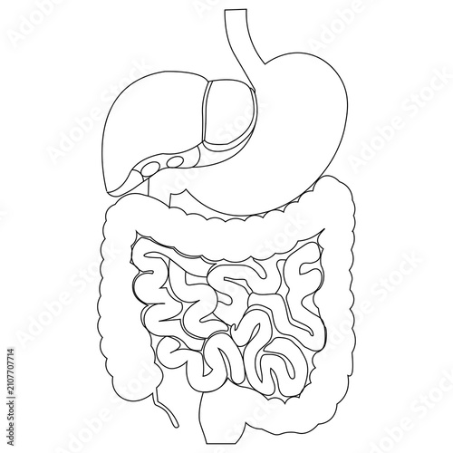 Human digestive system illustration simplified anatomical vector art
