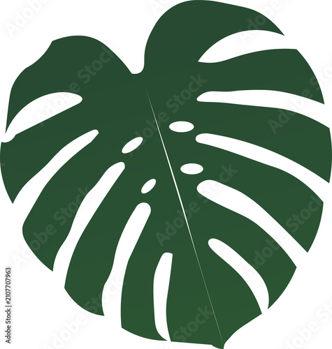 Monstera Leaf Vector Illustration Deep Green And White