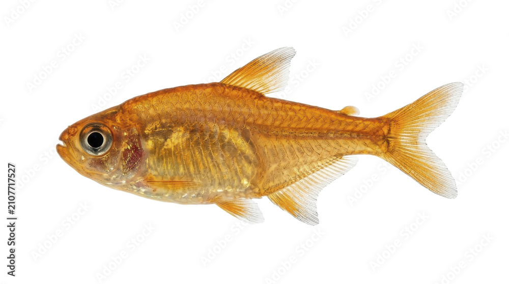 Fototapeta premium Ember tetra specimen side view detailed scales orange coloration studio photography on transparent background hyphessobrycon amandae