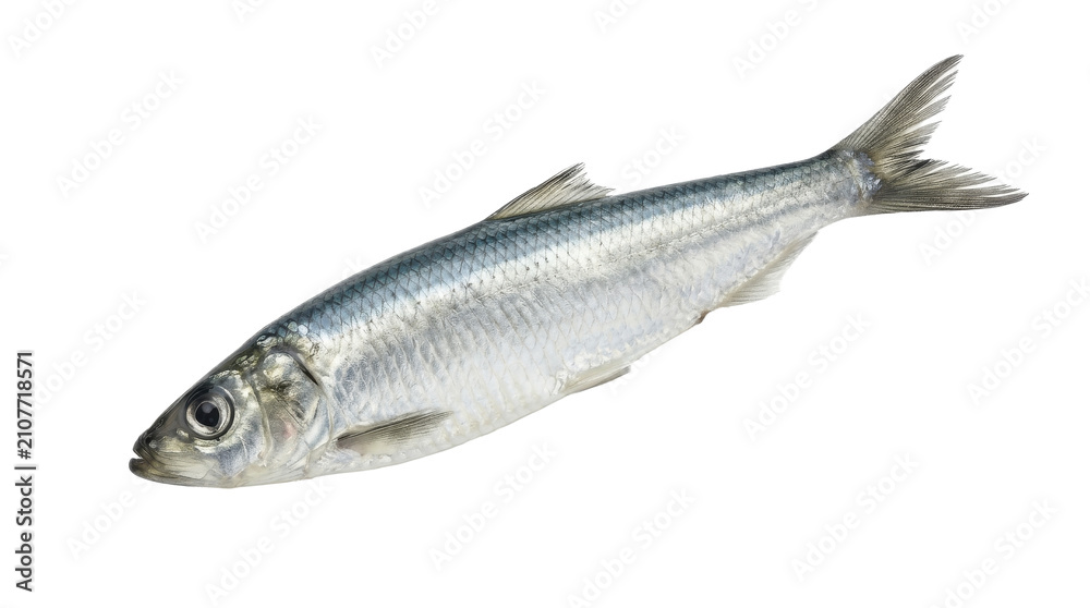 Obraz premium European sprat fish detailed photograph on transparent background clupeidae silver sea marine life ocean creature aquatic