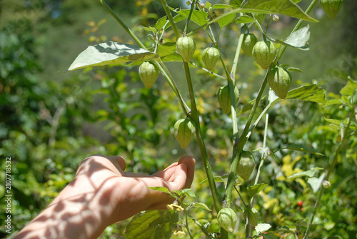 Child hand touching a green tomato plant in the garden