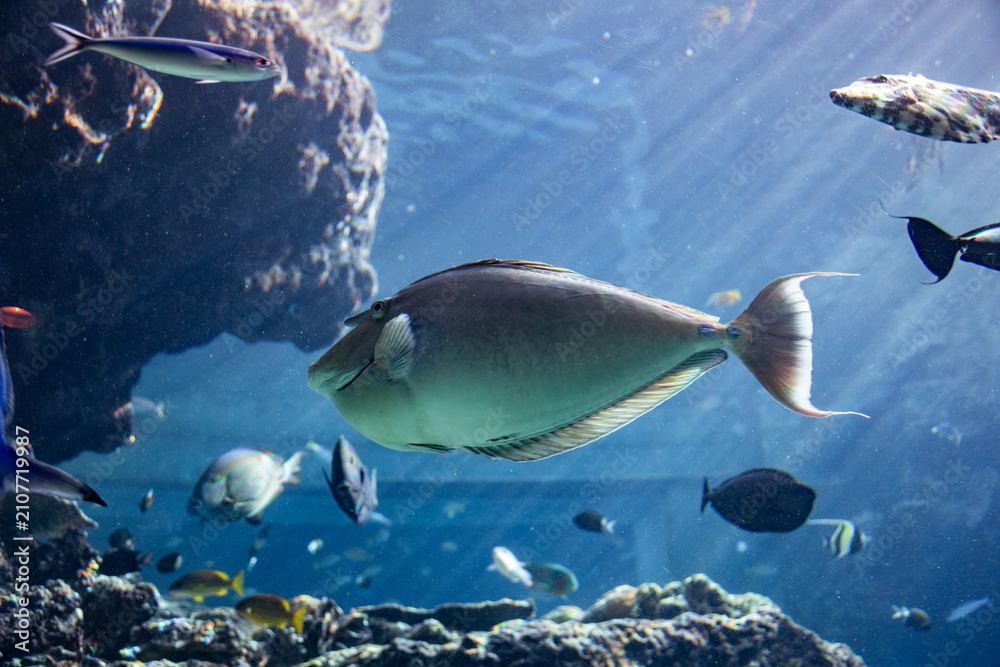 Fototapeta premium A vibrant school of tropical fish in the coral reef tank of the aquarium and the clear underwater world.