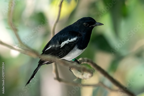 An Oriental Magpie-Robin is among the trees.
