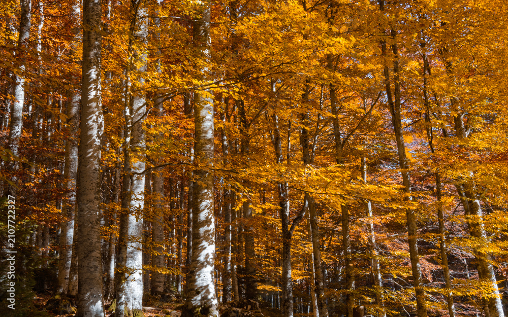 Obraz premium That breath of wind that paints the forest with coppery shades