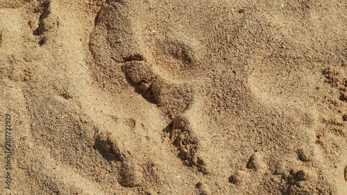 Fotografie Close-up view of coarse yellow sand texture on a beach