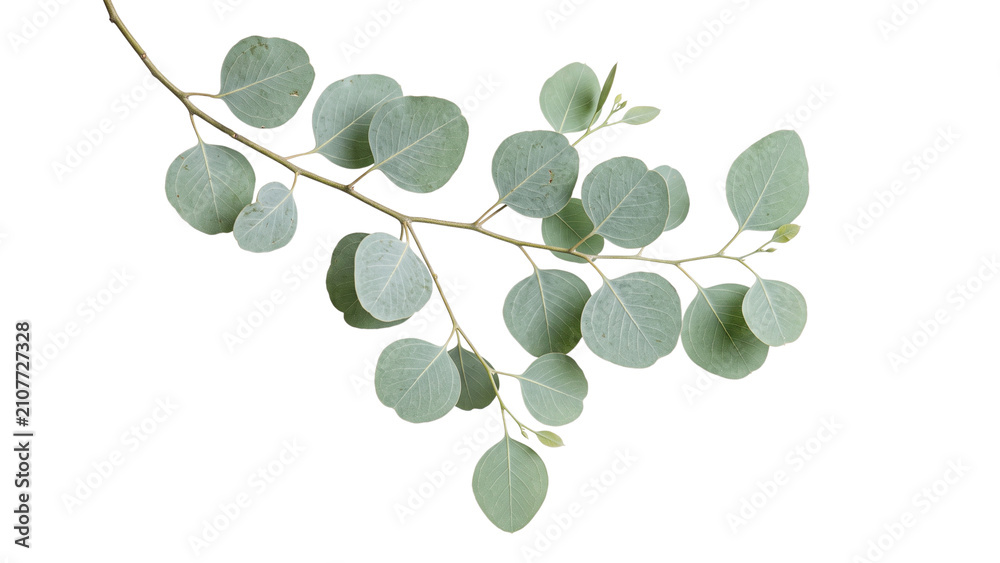 Obraz premium Green eucalyptus branch isolated on white background