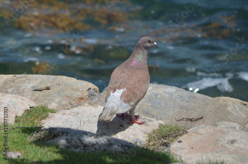 pigeon on the rocks