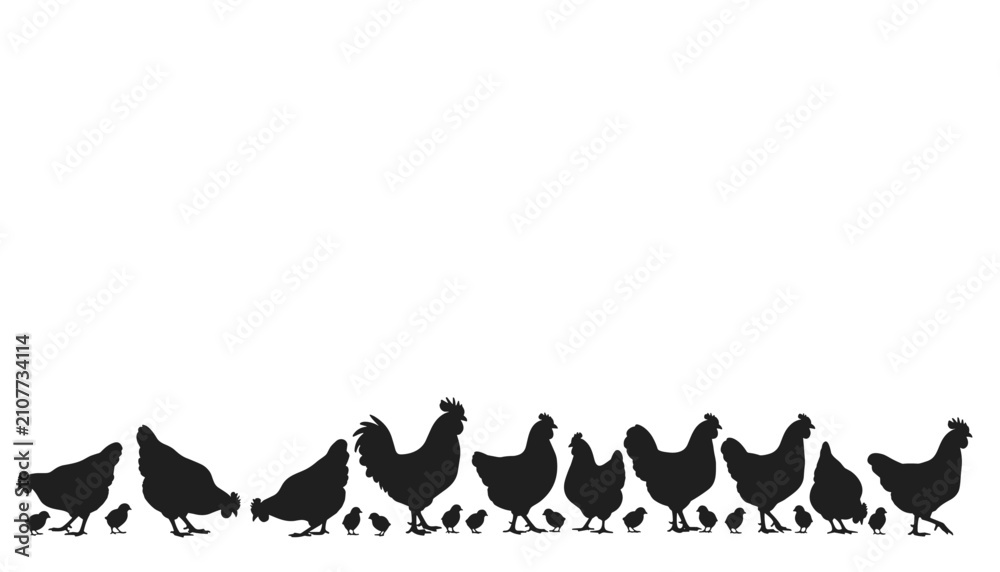 Fototapeta premium Chickens and chicks silhouettes row isolated on white background represents farming, poultry, domestic birds, and village life.