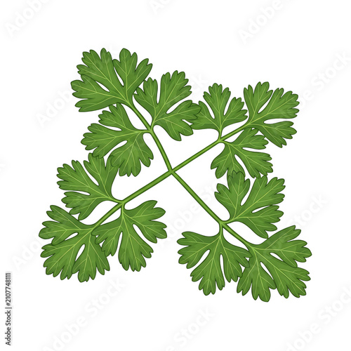 Fresh green parsley leaves herb mockup as element