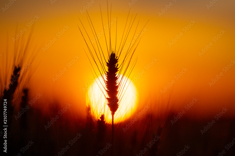 Obraz premium Cereal plant in warm light. Cereal plant with awn. Green cereal plant close up. Backlit cereal plant at sunset.