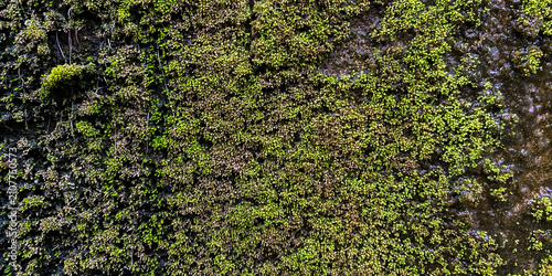 Photos a dense texture of green moss commonly found on moist ground or surfaces