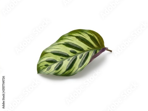 Exotic Calathea Leaf with Stripes and Purple Underside