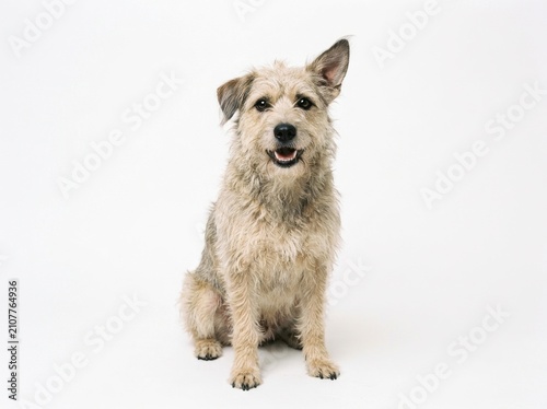 Charming Scruffy Mixed-Breed Rescue Dog Portrait