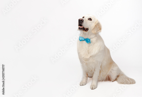 Obraz na plátně Golden Retriever Wearing Blue Bow Tie on White Background With Copy Space