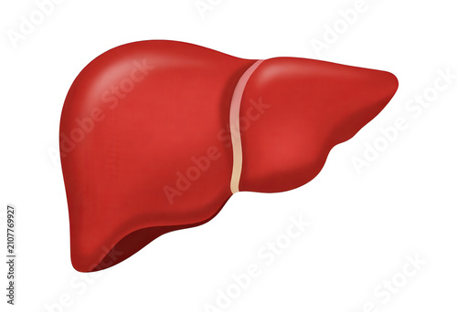 Red Liver 3d Render Transparent Background