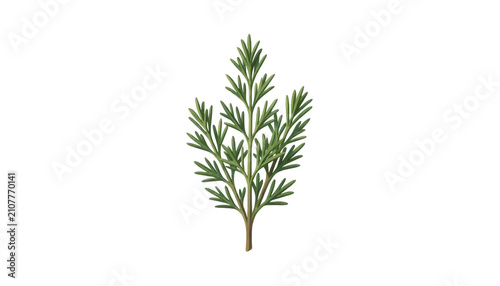 Sprig of Rosemary Isolated Transparent Background