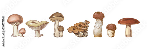 Vintage forest mushroom clipart set, hand drawn botanical sketches